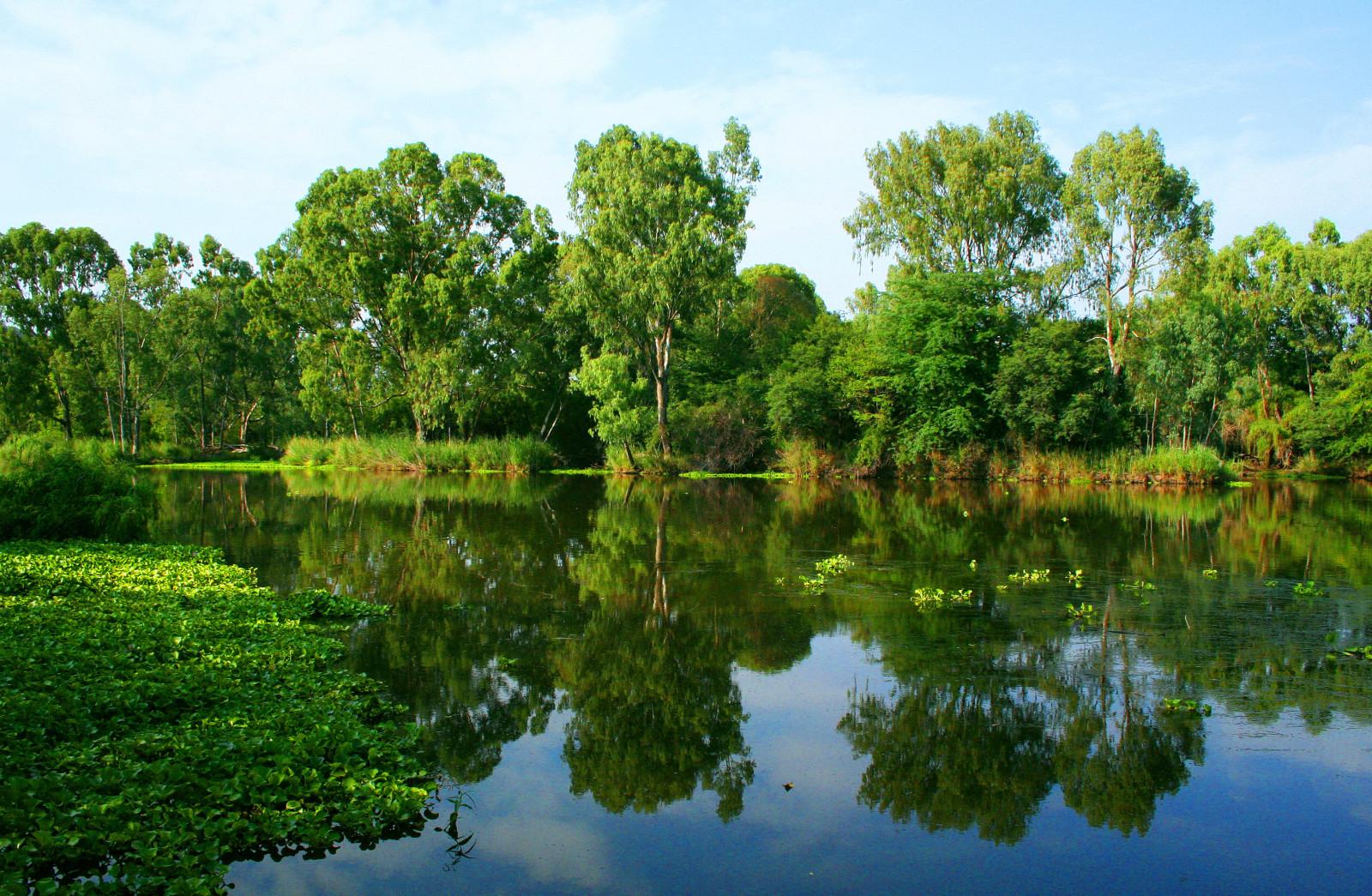 verano, río, apuntalar, reflexión, arboles, verduras, agua