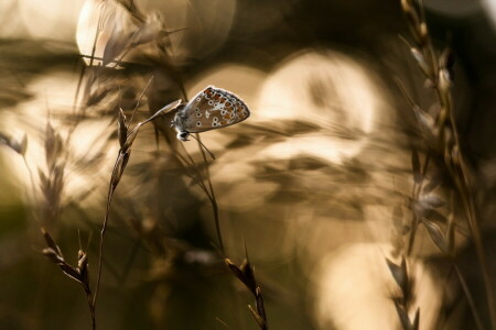 background, BUTTERFLY, nature