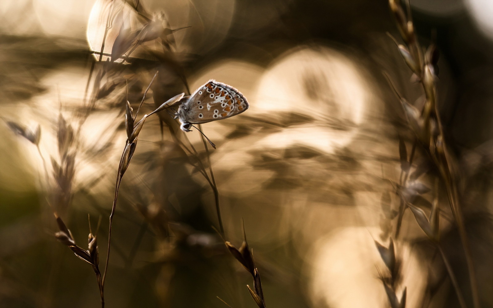 natur, bakgrunn, SOMMERFUGL