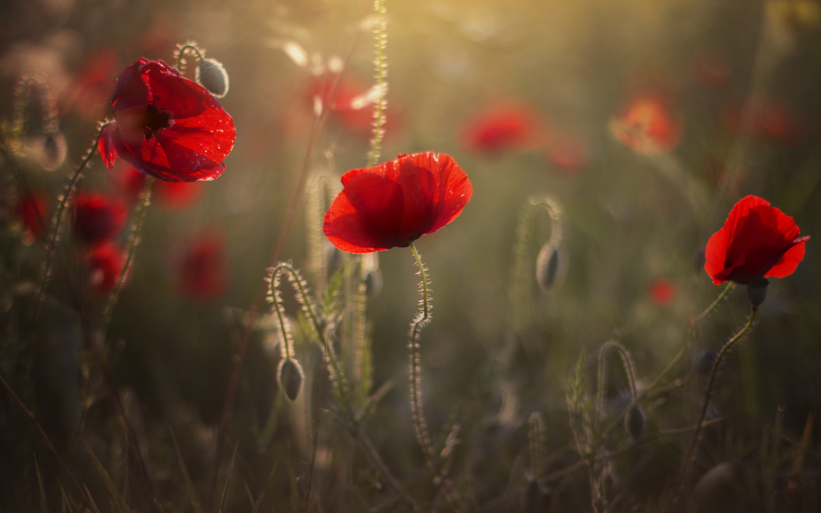 Natur, Sommer-, Maki