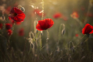 Maki, la nature, été