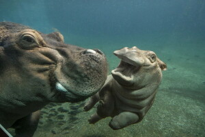 hippopotames, la nature, l'eau, zoo