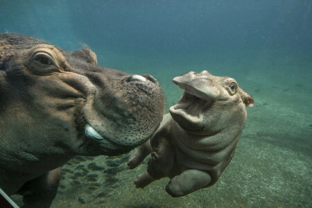 ippopotami, natura, acqua, zoo