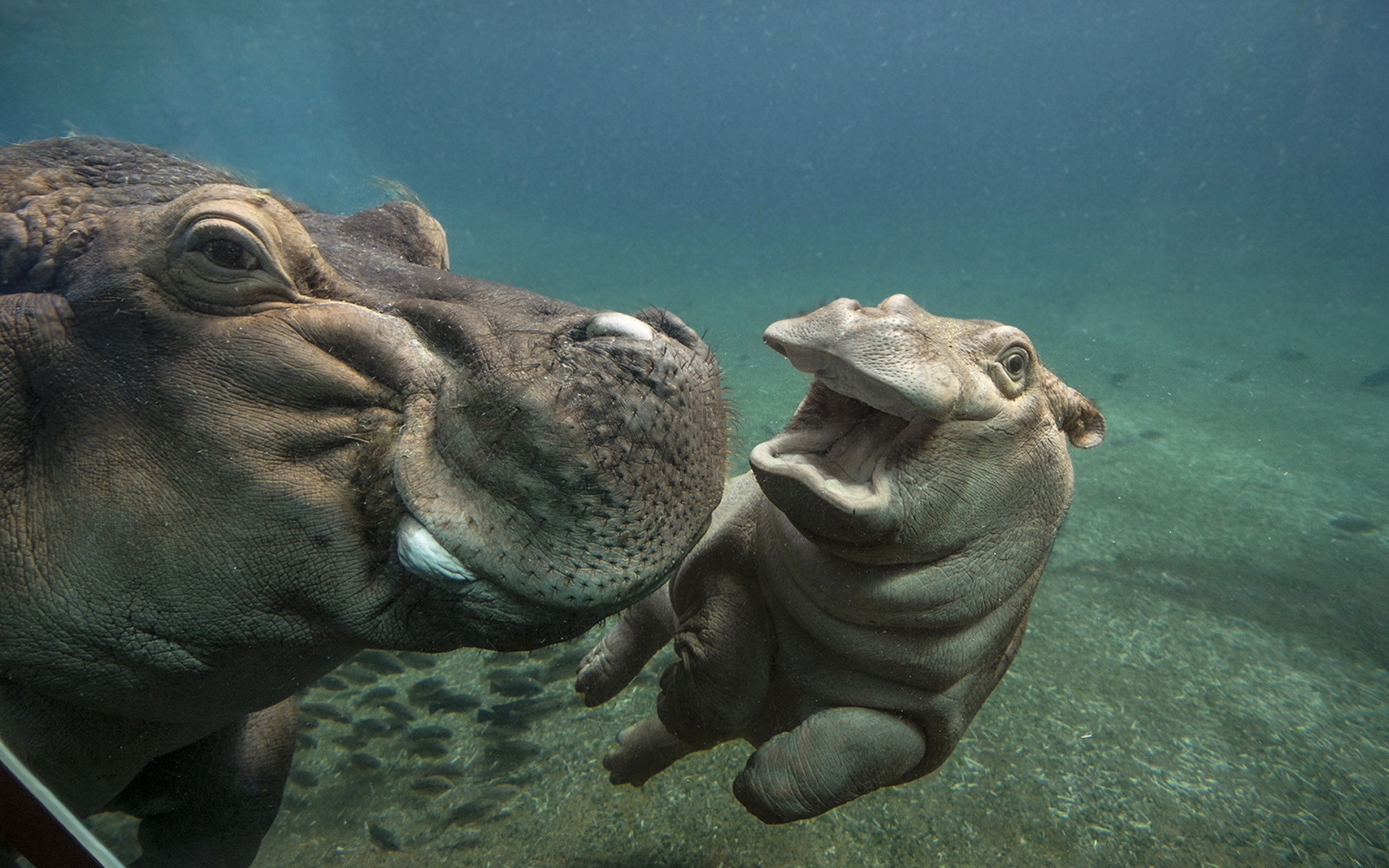 nature, water, zoo, hippos