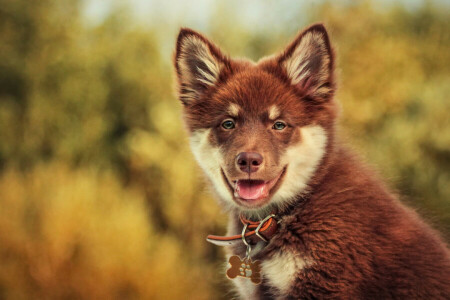 bokeh, chien, Lapon finlandais, Regardez