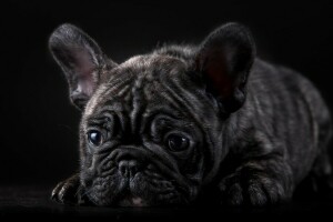 French bulldog, marble, muzzle, puppy