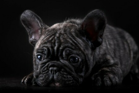 Französische Bulldogge, Marmor, Schnauze, Hündchen