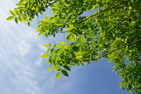 verduras, hojas, verano, el cielo, arboles