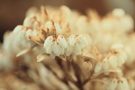 flowers, focus, small, white