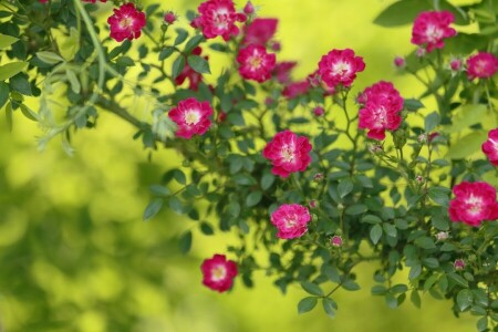 branch, buds, rose