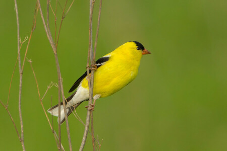 Vogel, Ast, Farbe, Gefieder, Natur