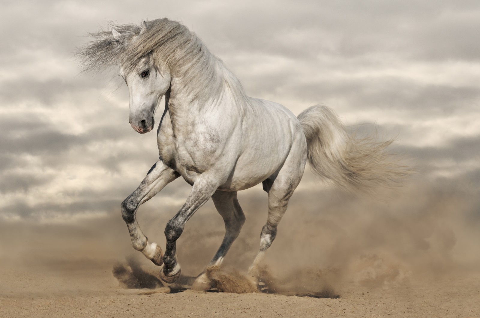 horse, Dust, sand, running, mane