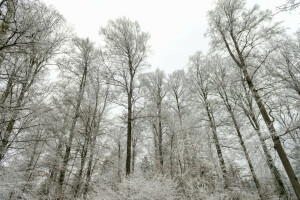 skog, natur, snö, träd, vinter-, © Tambako Jaguaren