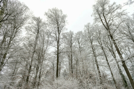 skog, natur, snø, trær, vinter, © Tambako Jaguaren