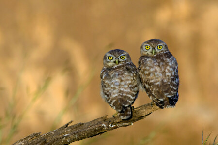 le bec, yeux, plumes, Regardez, hibou