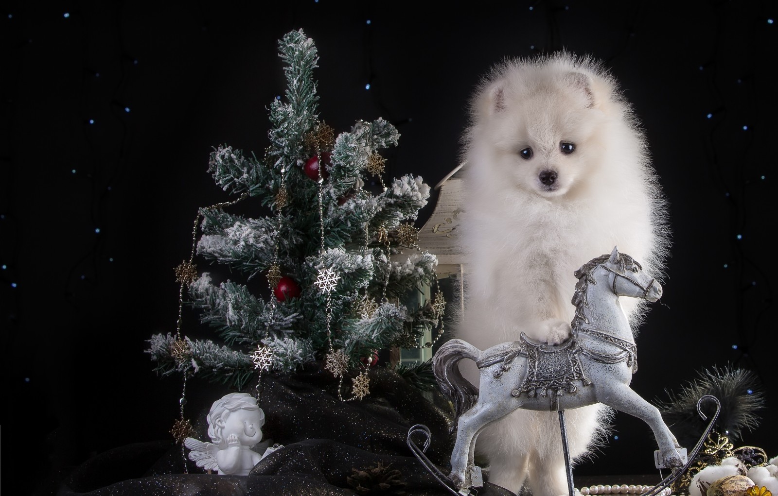 Año nuevo, perrito, caballo, fiesta, blanco, abeto, ángel, Perro de Pomerania