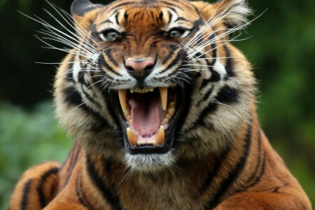 face, fangs, grin, mouth, predator, tiger, wild cat