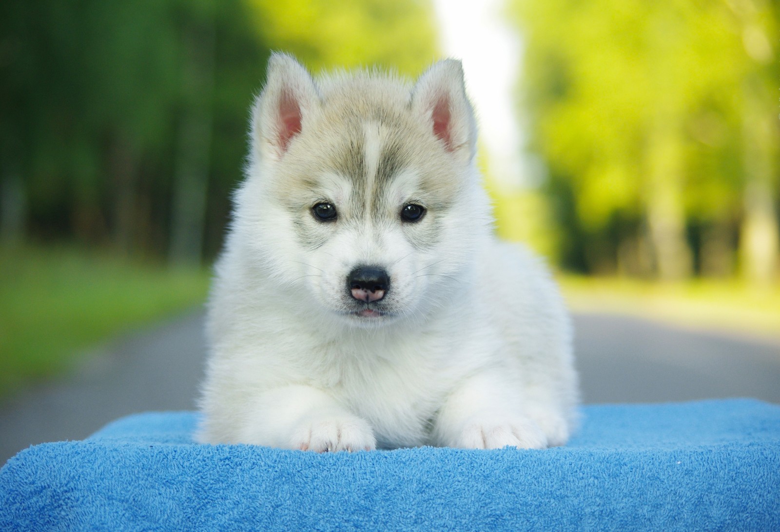 se, hund, hundehvalp, husky