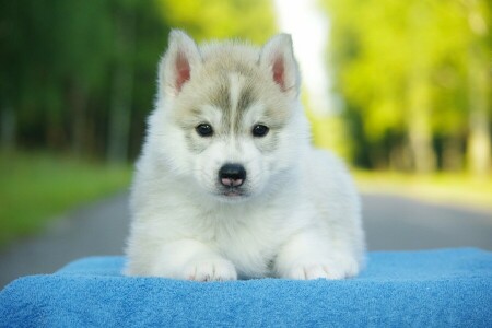 cane, rauco, Guarda, cucciolo