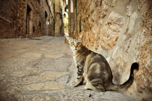 gato, Mira, calle