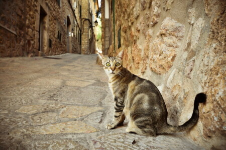 cat, look, street