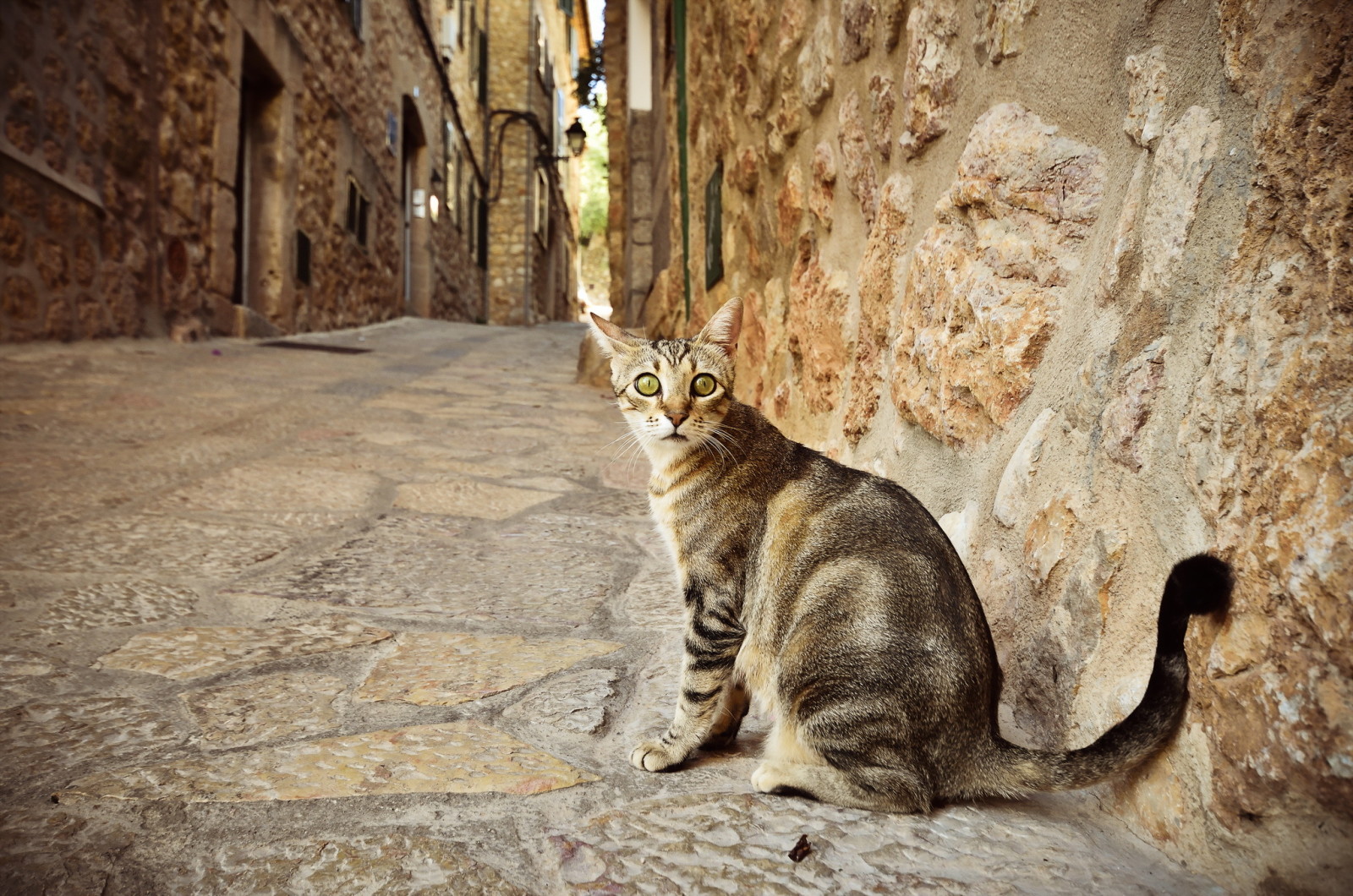 Veja, gato, rua