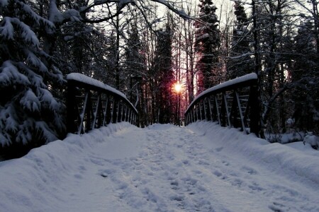 Bro, skog, väg, snö, träd