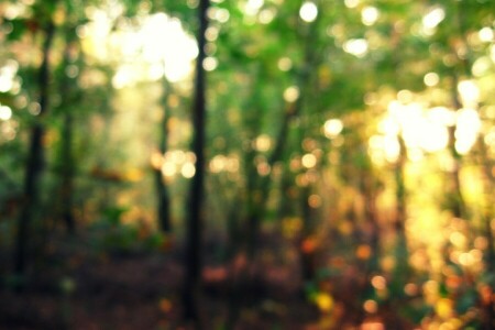 autumn, bokeh, forest, light, nature