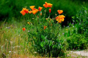 Blumen, Gras, Maki, Pflanze, die Büsche