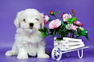 mignonne, fleurs, chiot