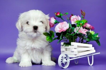 cute, flowers, puppy