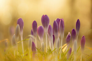 crocus, fleurs, éblouissement, lumière, printemps