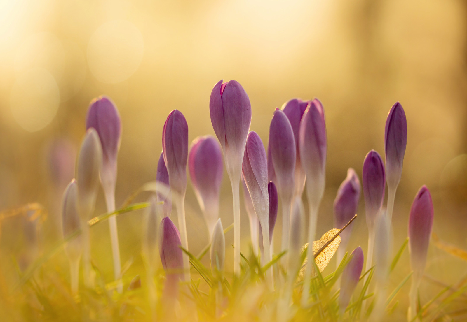 ljus, lysa skarpt, blommor, vår, krokusar