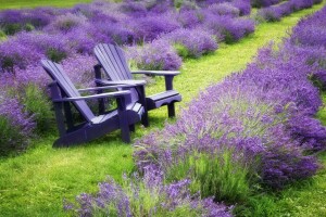 bænk, lavendel, sommer