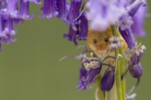 klockorna, blommor, Skörda musen, makro, mus, musen är liten