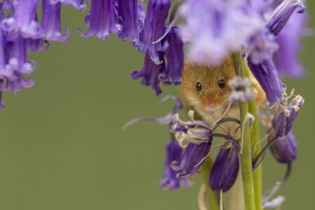 sinos, flores, Rato colheita, macro, rato, o mouse é minúsculo