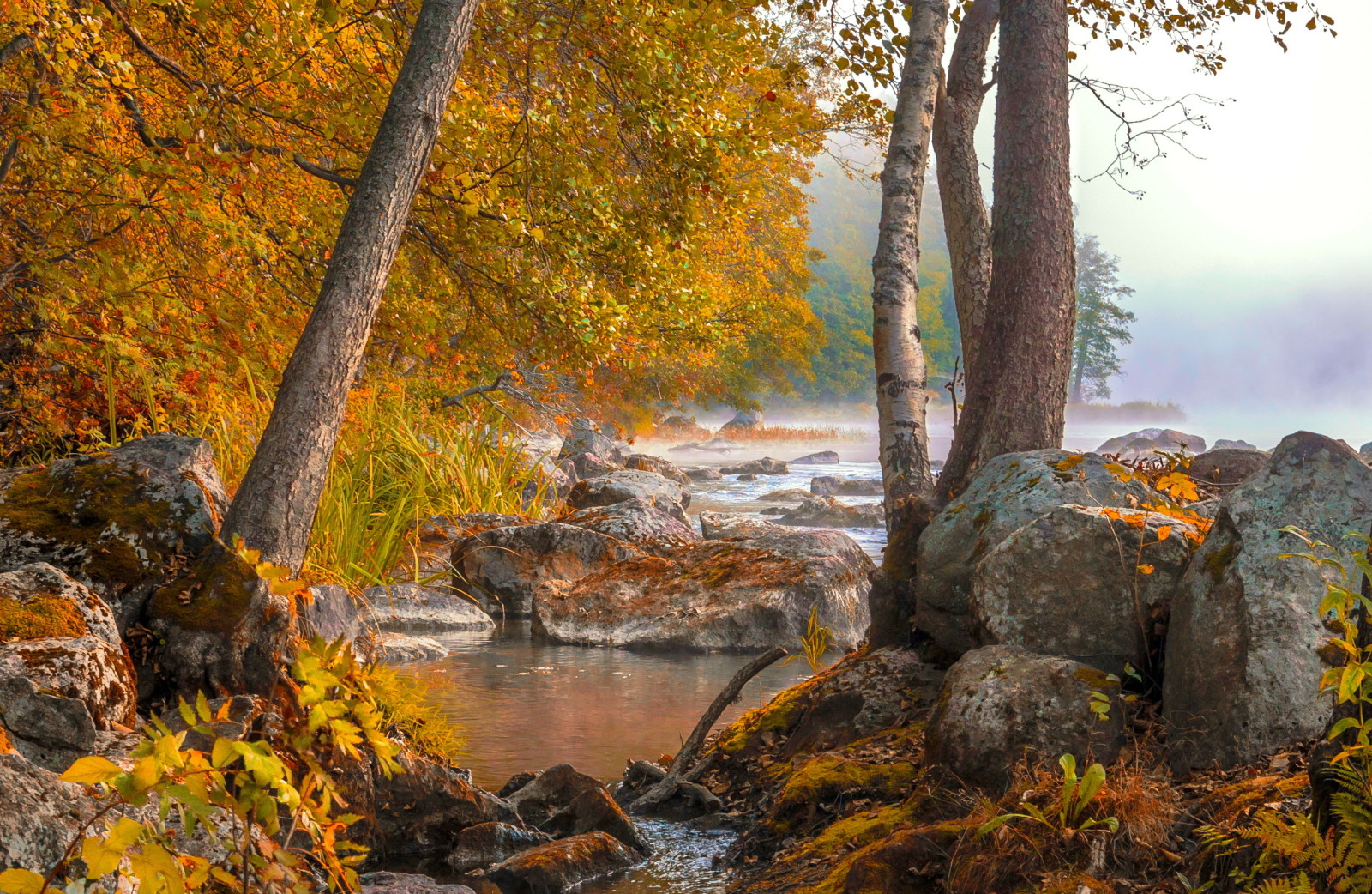 autumn, forest, lake, morning, fog