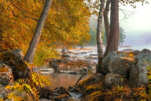 outono, névoa, floresta, lago, manhã