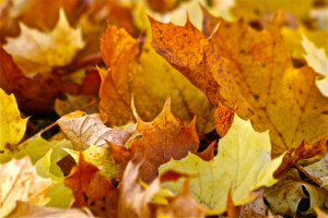 autumn, leaves, maple, nature