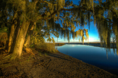 takken, landschap, ochtend-, rivier-, boom