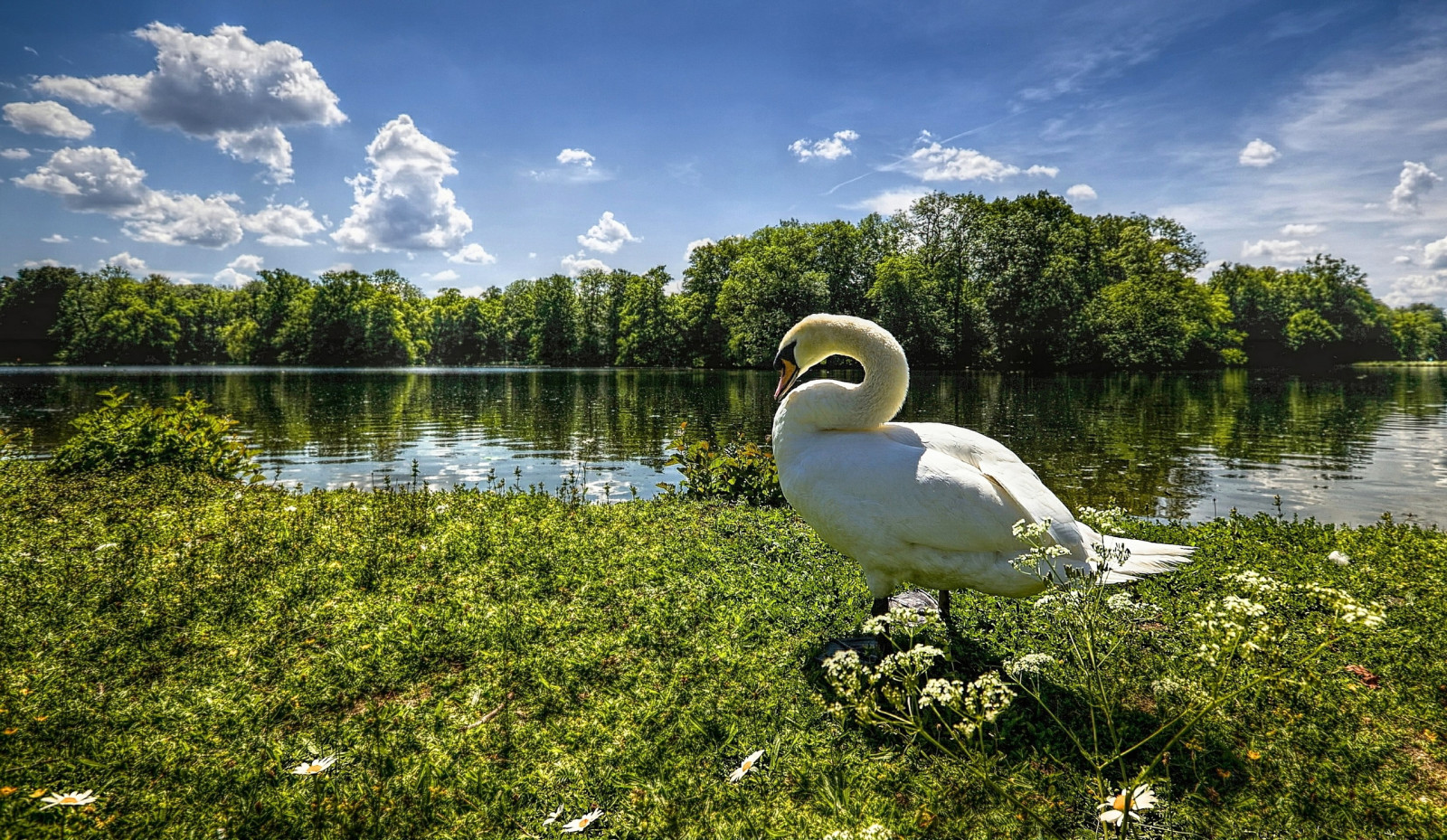 grass, the sky, river, lake, trees, clouds, swan, goose