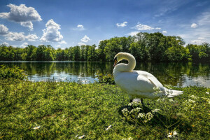 nuvole, Oca, erba, lago, fiume, cigno, il cielo, alberi