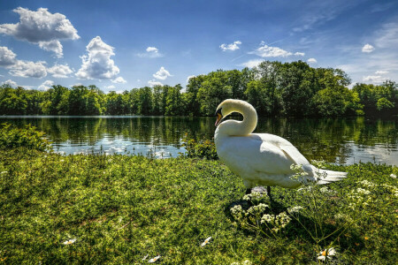 clouds, goose, grass, lake, river, swan, the sky, trees