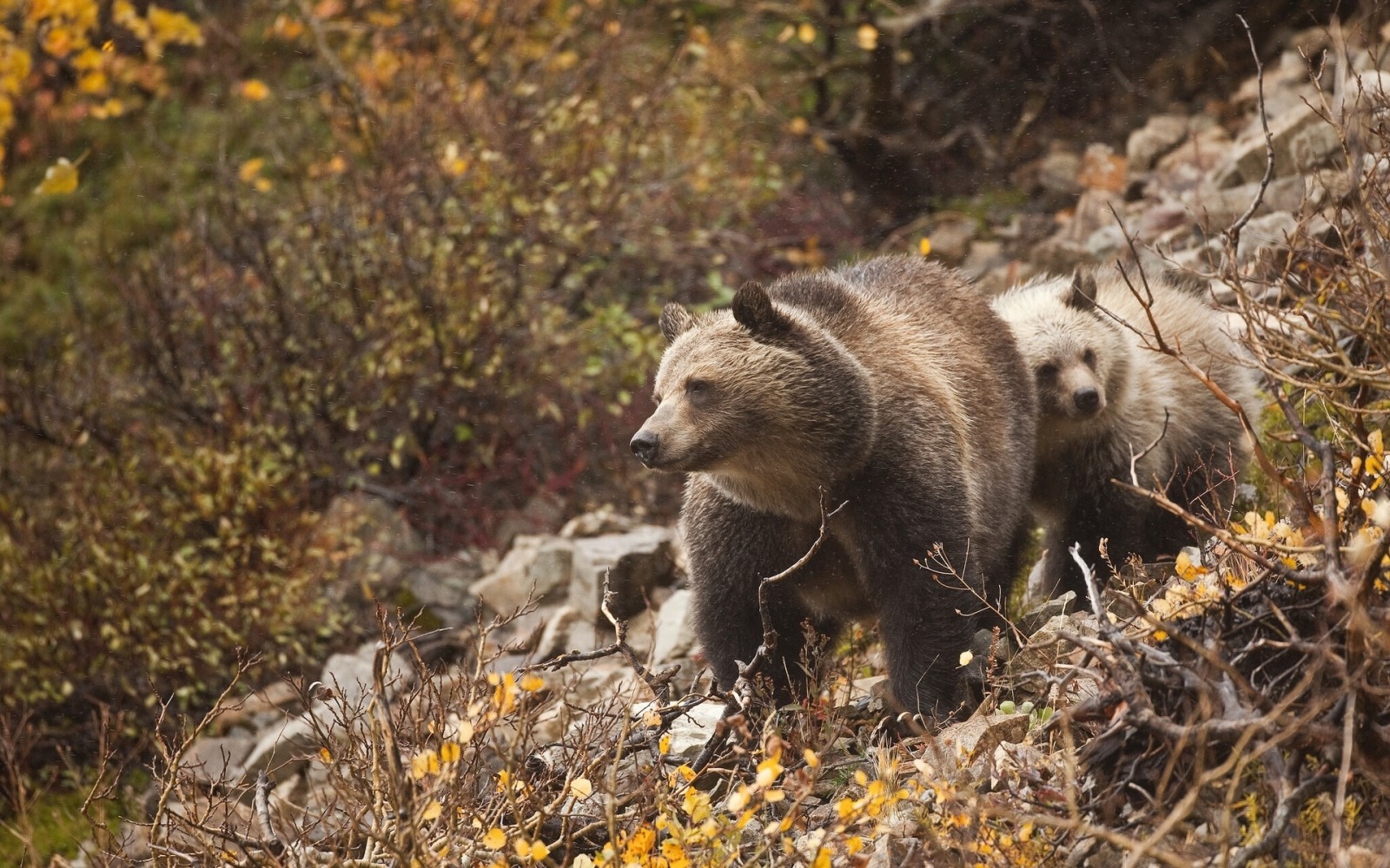 galhos, ursos, Urso