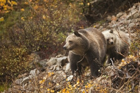 oso, osos, ramas