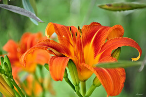 Lily, macro, petals