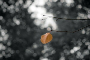 herfst, natuur, vel