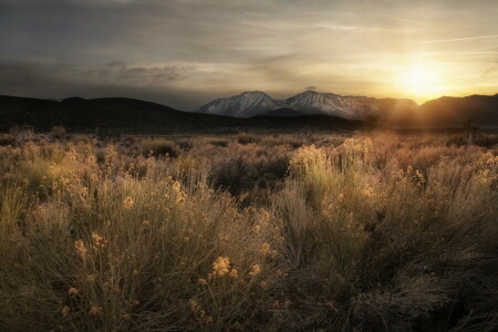 field, mountains, nature, sunset