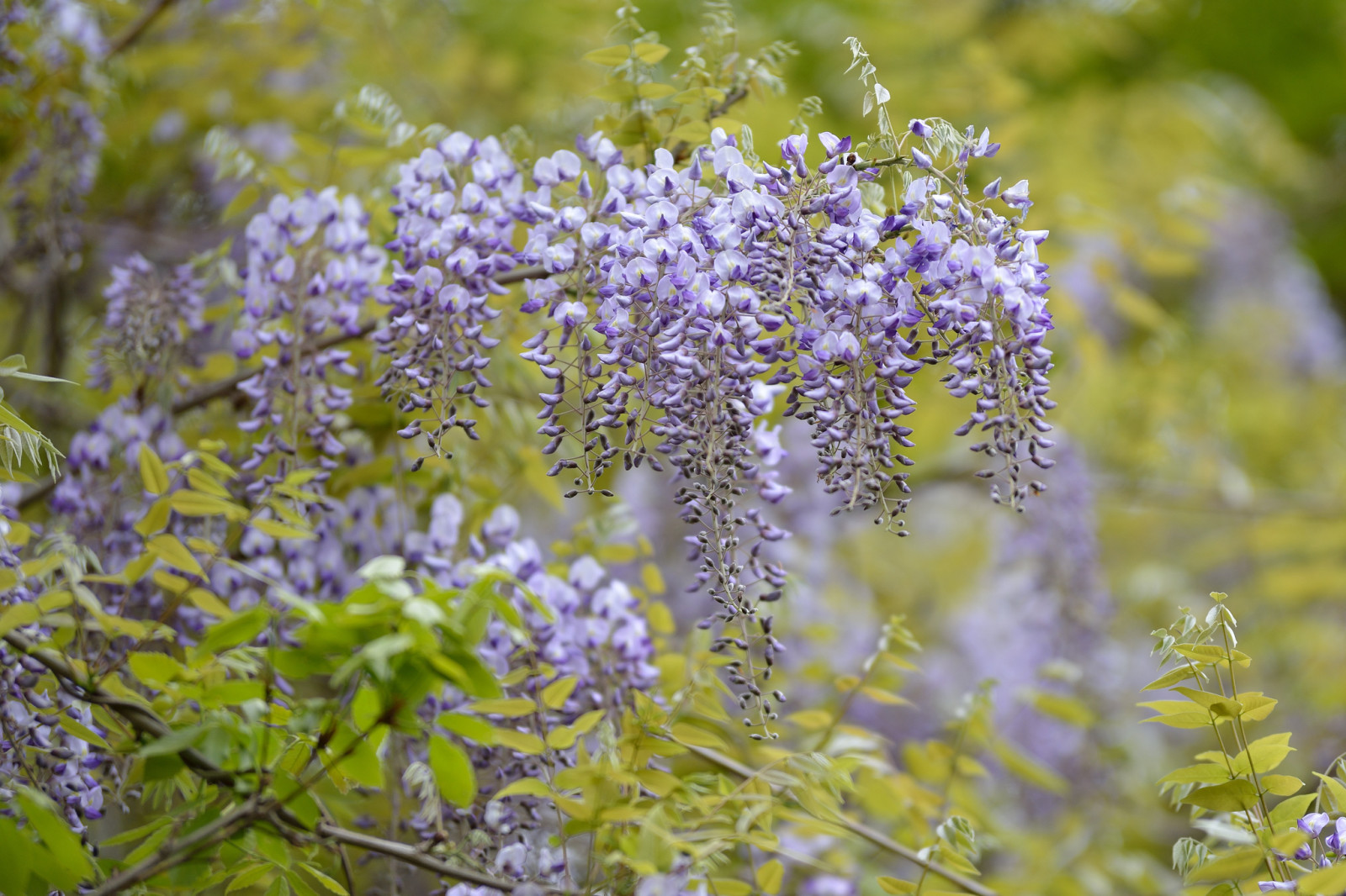 boom, bloemen, lila, bloeiende, Wisteria