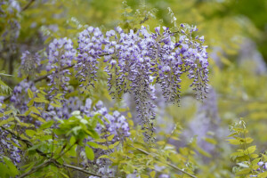 virágzás, virágok, halványlila, fa, Wisteria